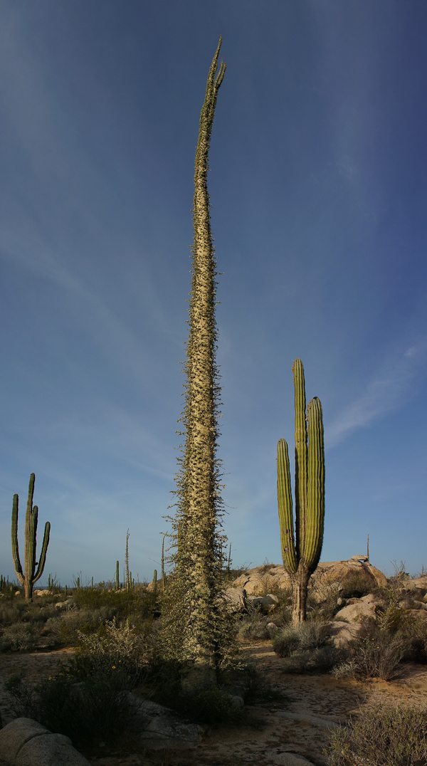 Punta Baja to Marker 32 Hwy 1-4/6/15 - Animal Overland